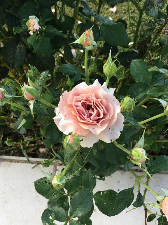Coarraze Beth Soureilh Adults Only B&B 외부 사진